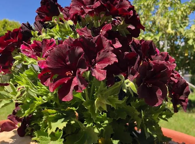 Sonnino Nocleg ze śniadaniem Procida