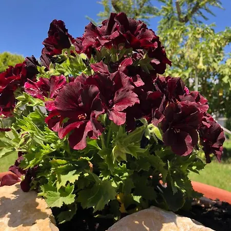 Sonnino Bed and breakfast Procida